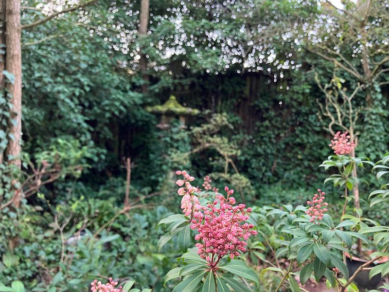 Offene Pforte - Der Florale
